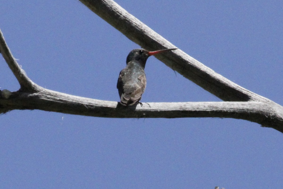 Broad-billed Hummingbird - ML620514660