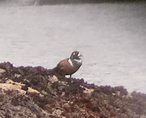 Harlequin Duck - Bob Battagin