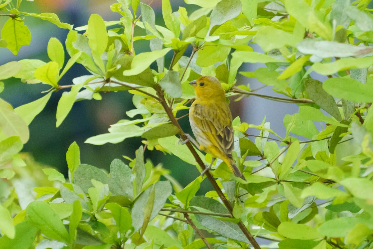 Saffron Finch - ML620514671