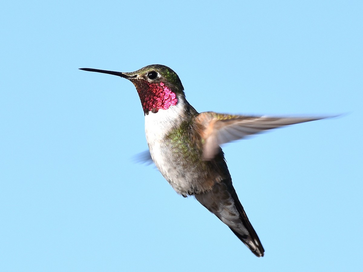 Broad-tailed Hummingbird - ML620514676