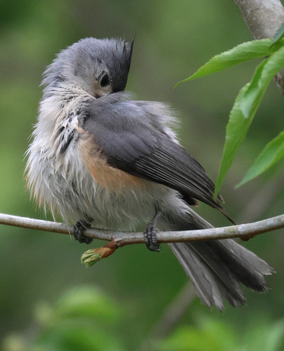 Tufted Titmouse - ML620514682