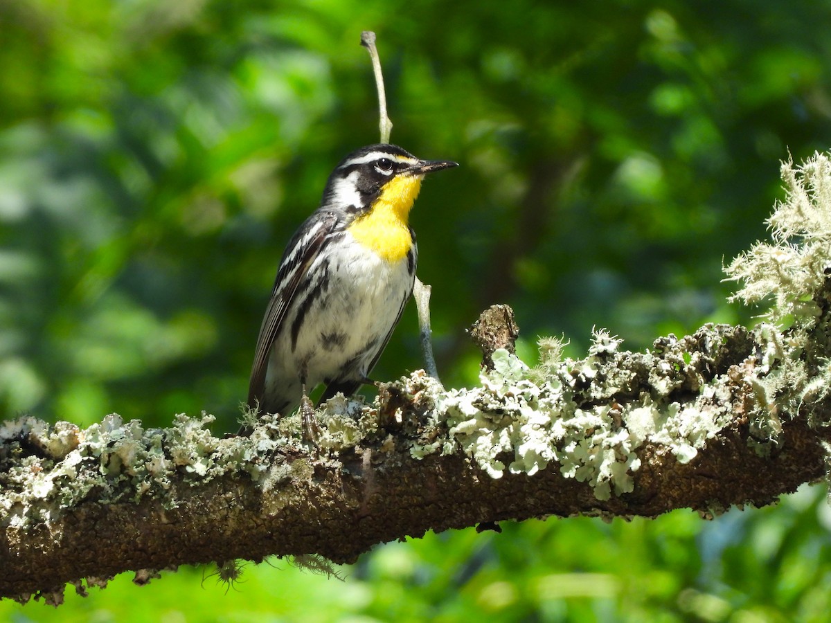 Yellow-throated Warbler - ML620514683