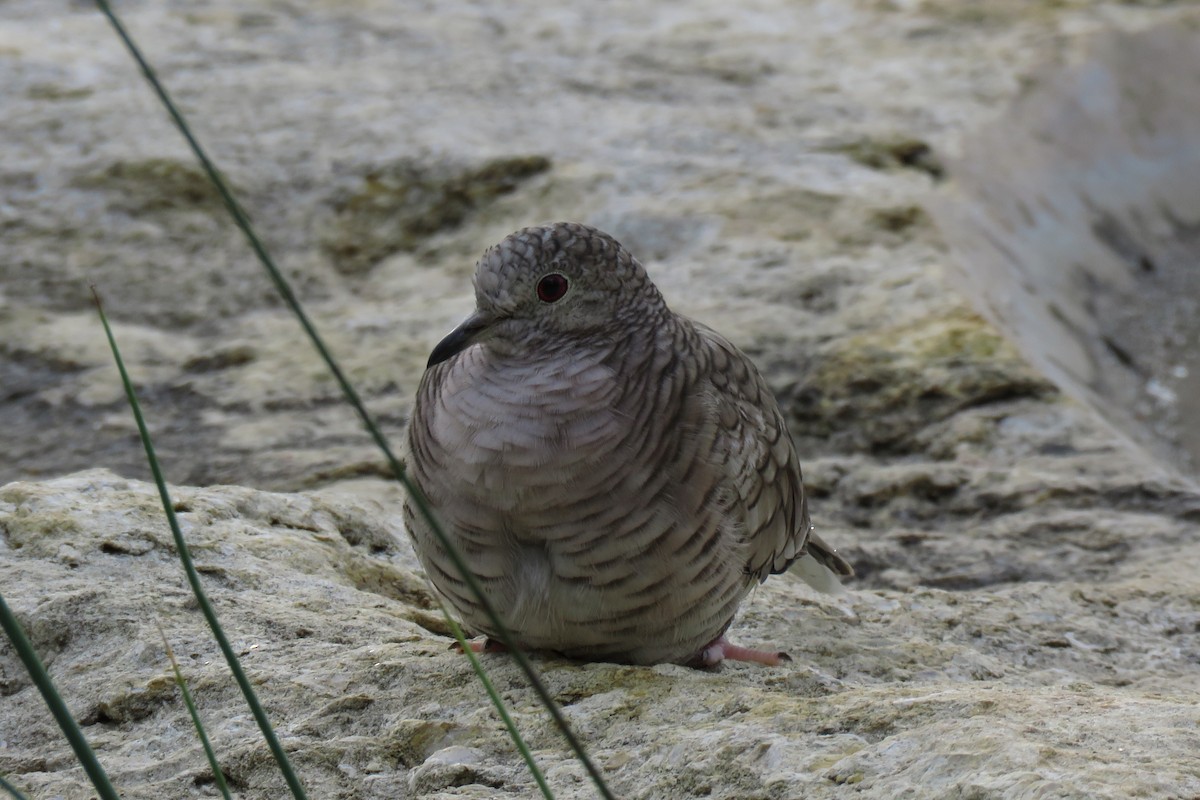 Inca Dove - ML620514686