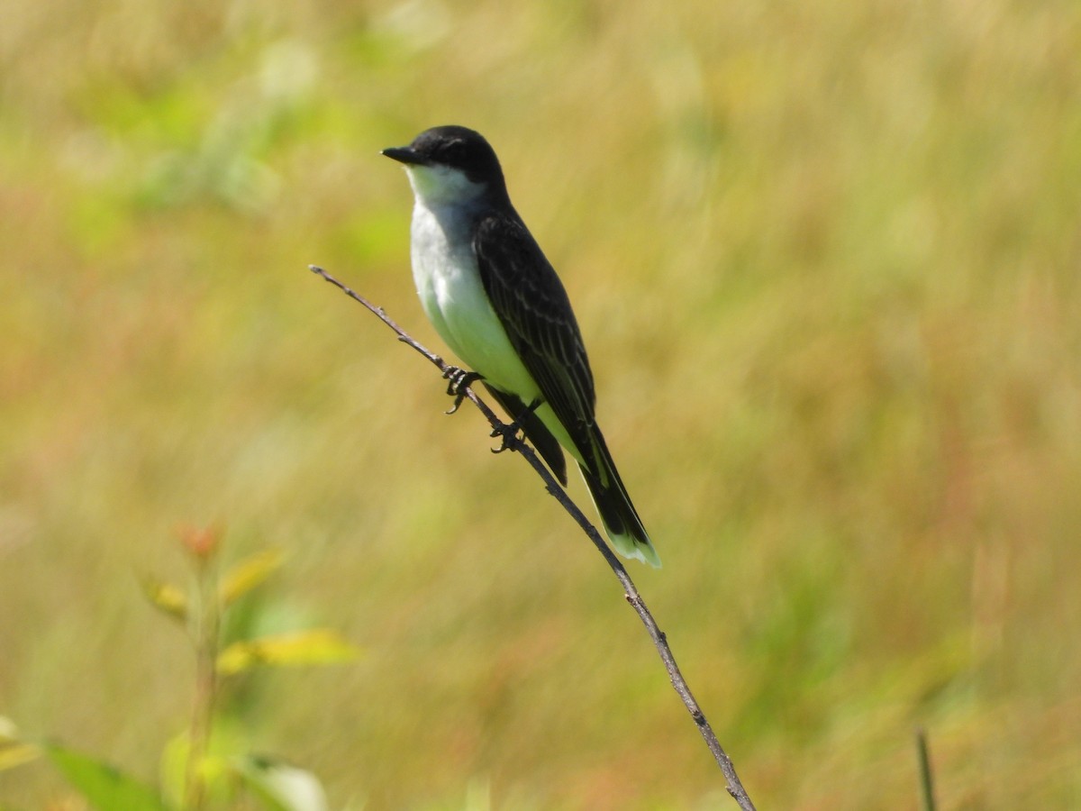 Eastern Kingbird - ML620514687