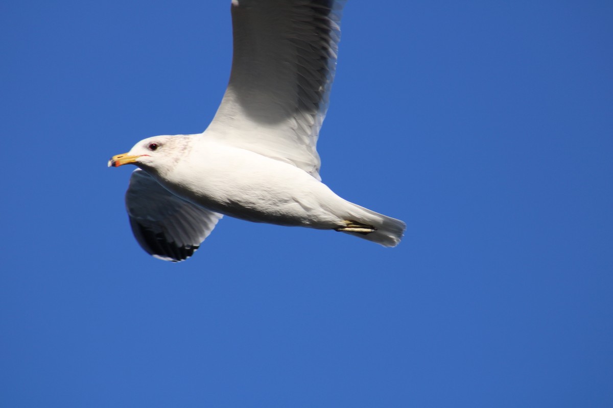 California Gull - ML620514688