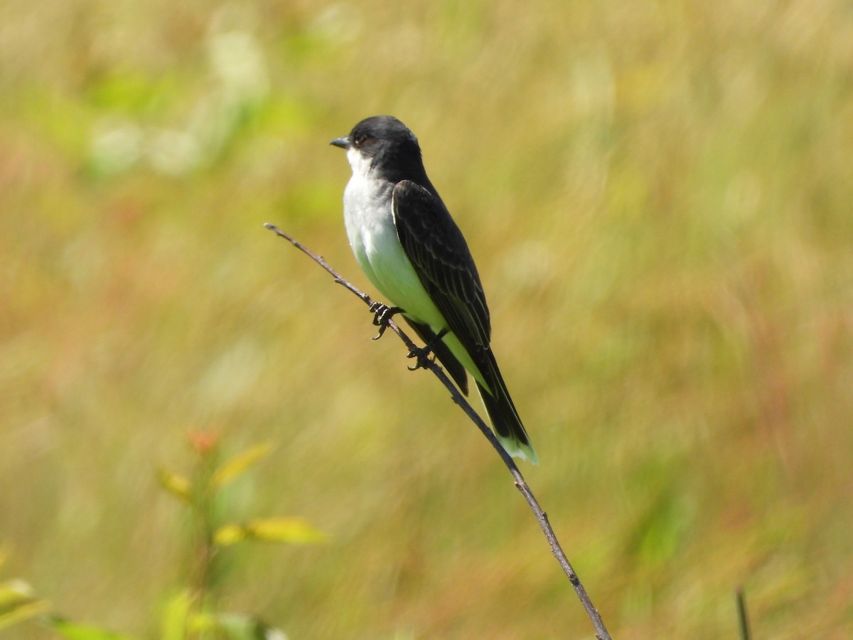 Eastern Kingbird - ML620514689