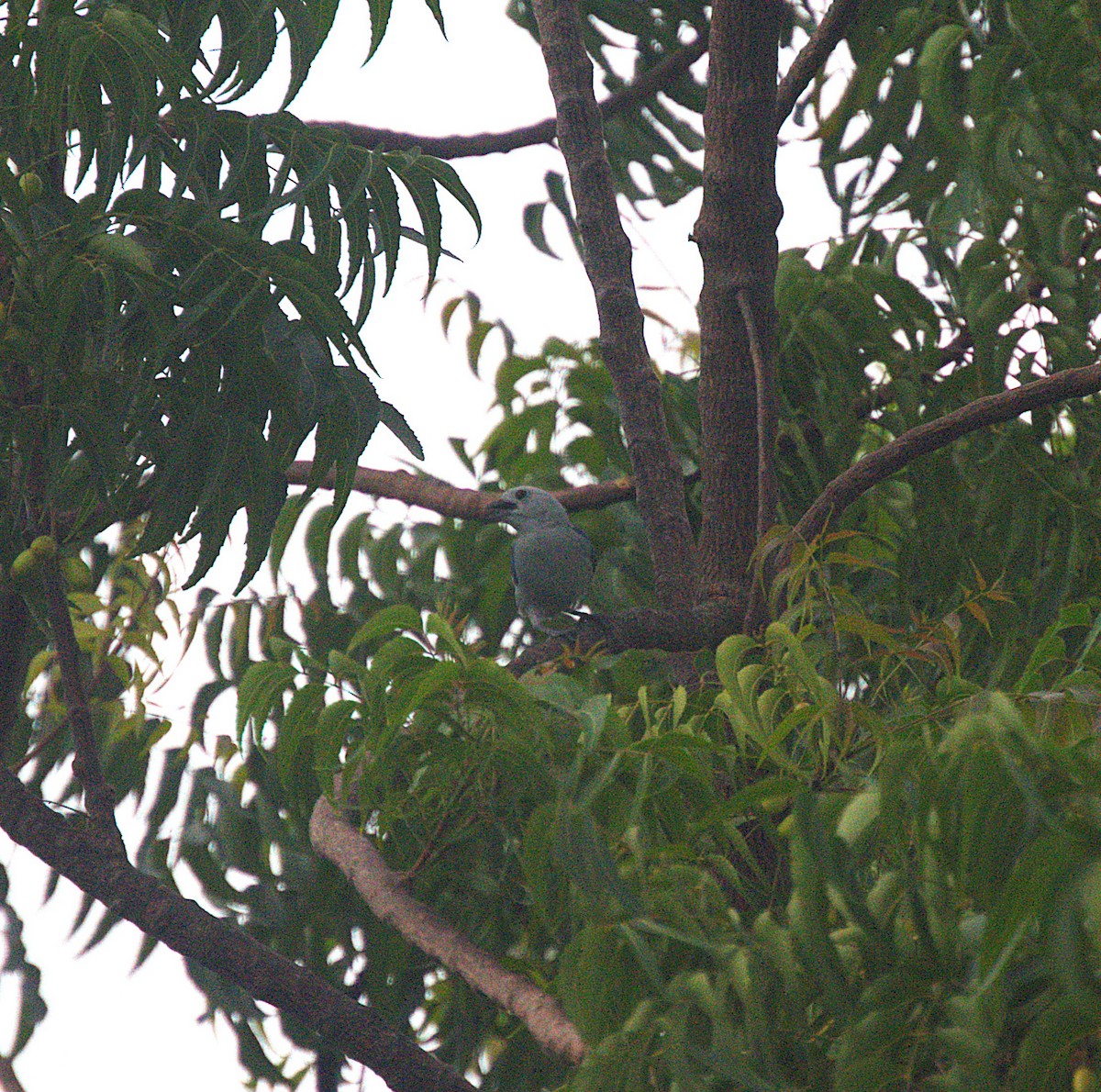 Blue-gray Tanager - ML620514690