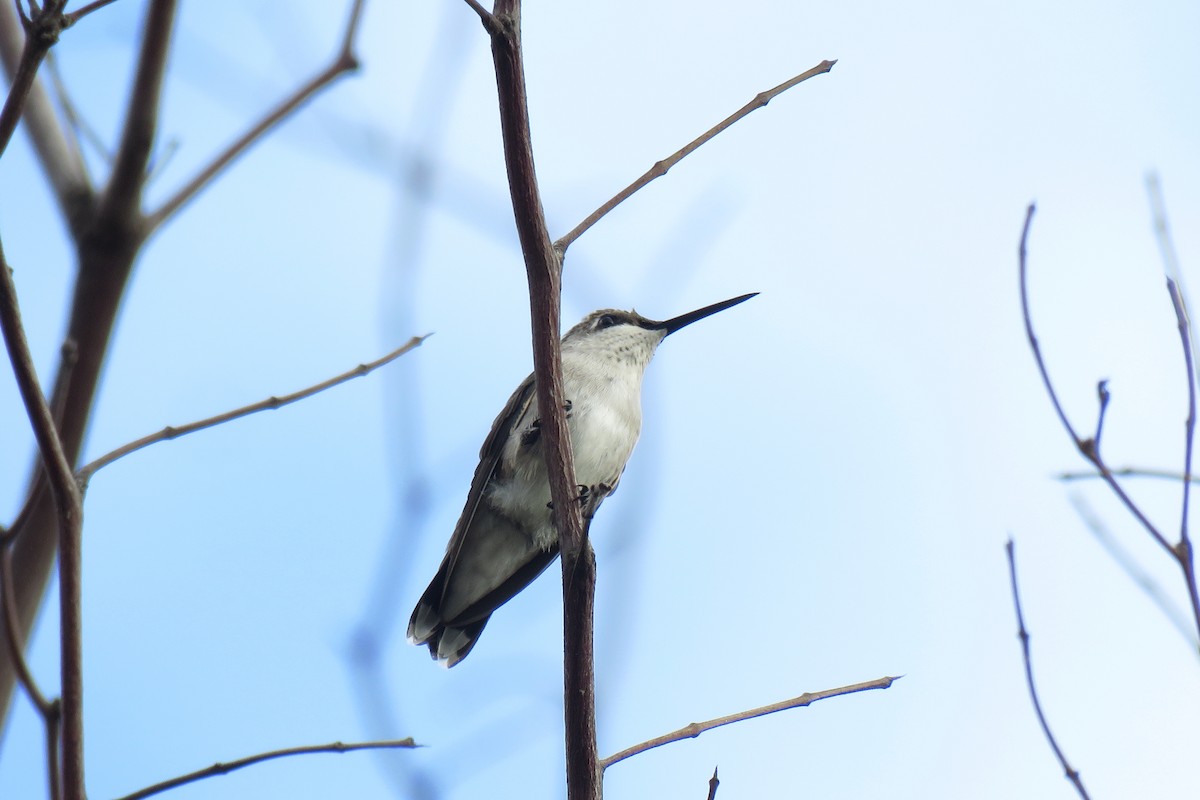 Black-chinned Hummingbird - ML620514691