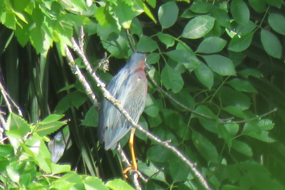 Green Heron - ML620514694