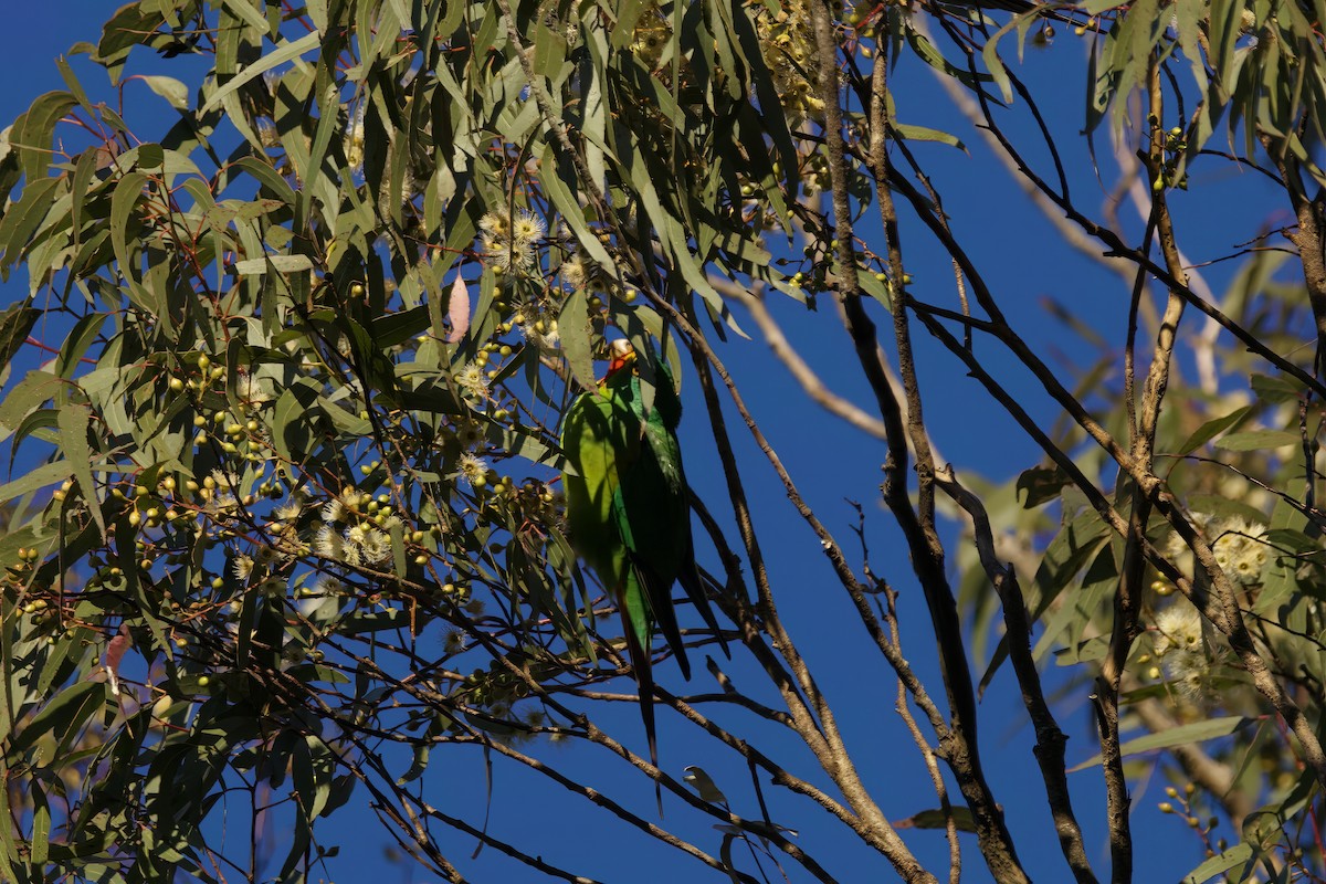 Swift Parrot - ML620514695