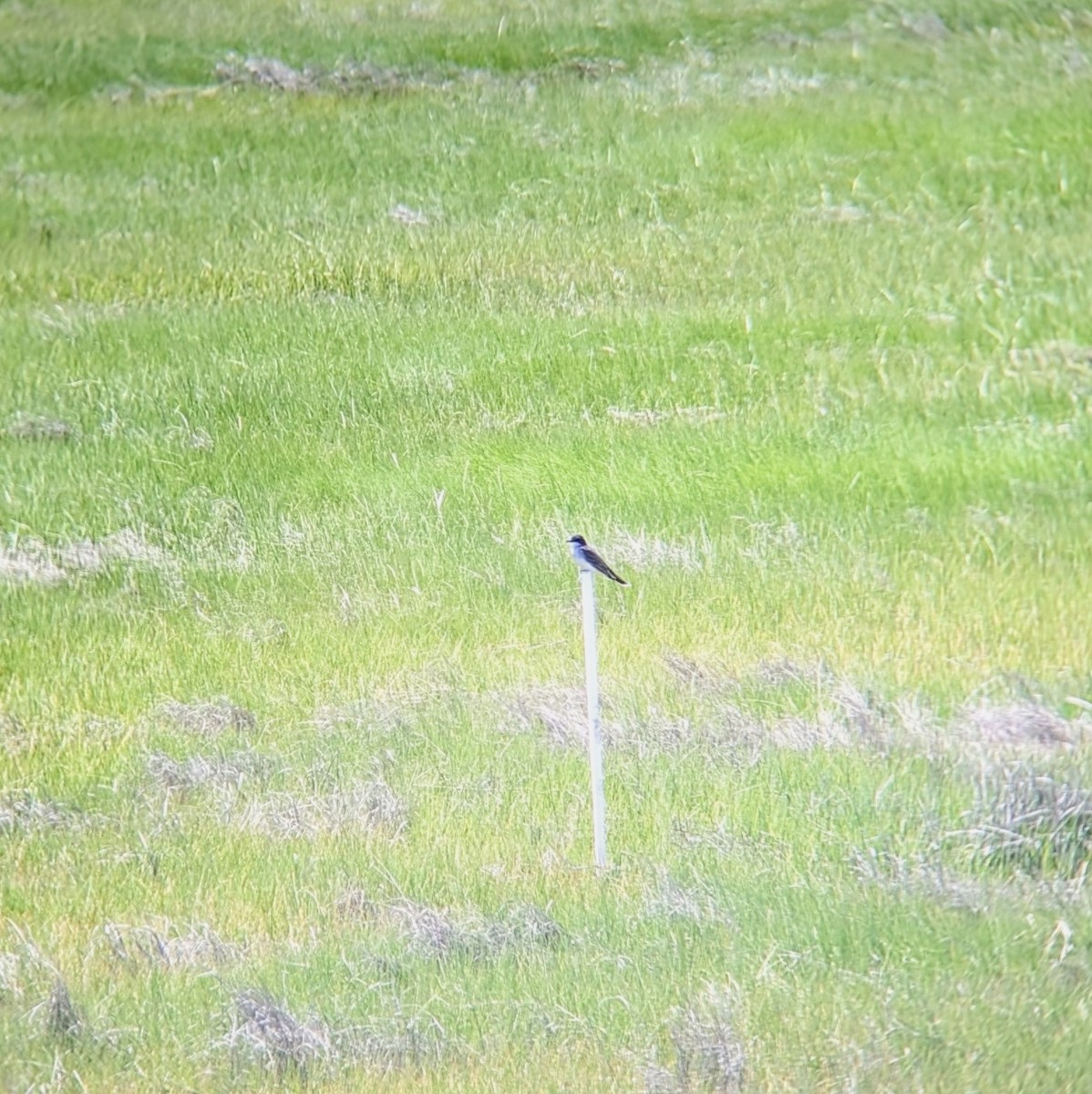 Eastern Kingbird - ML620514697