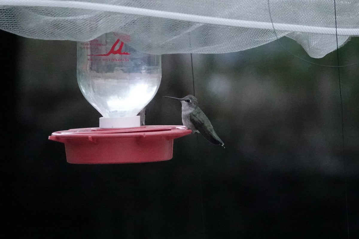 Black-chinned Hummingbird - ML620514699