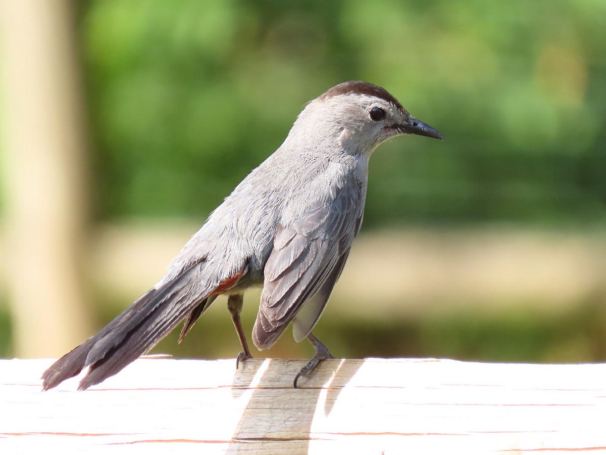 Gray Catbird - ML620514705