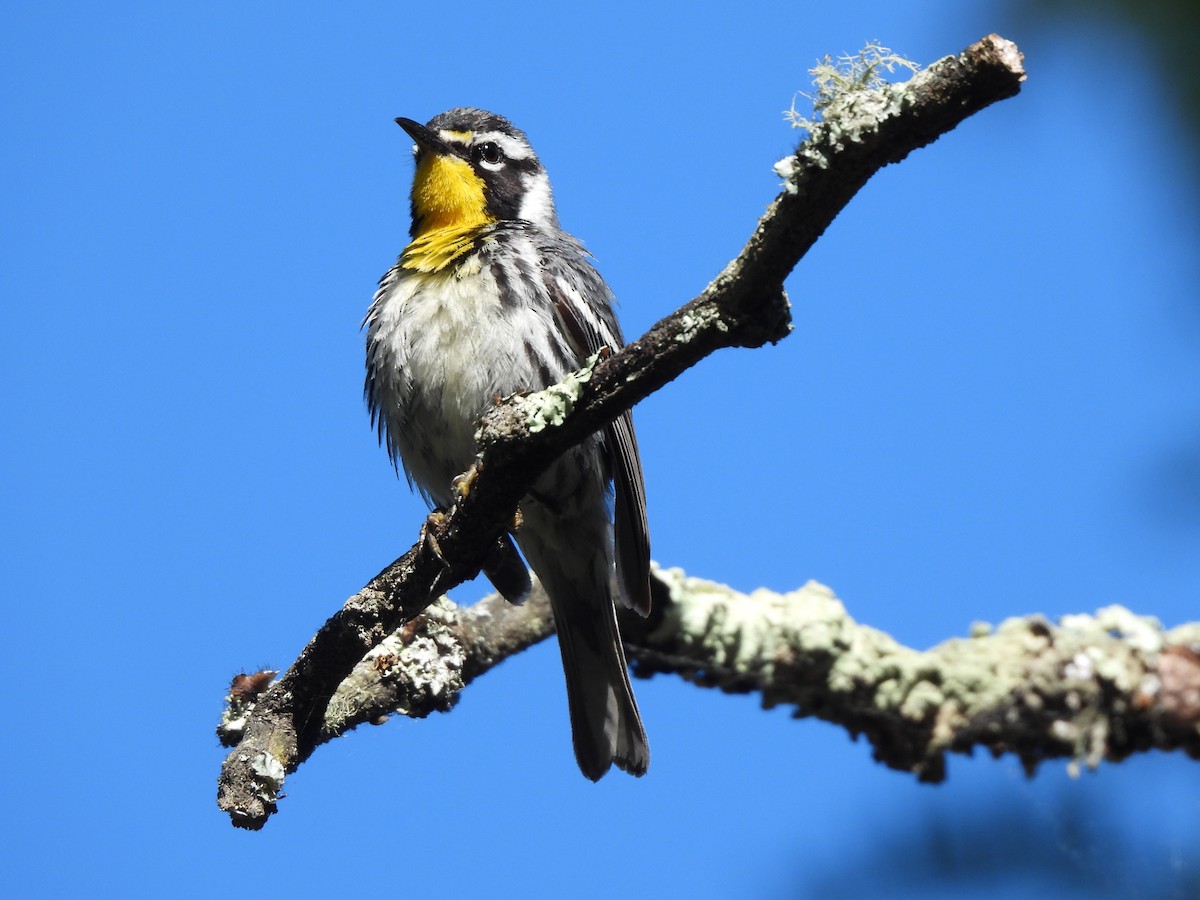 Yellow-throated Warbler - ML620514707