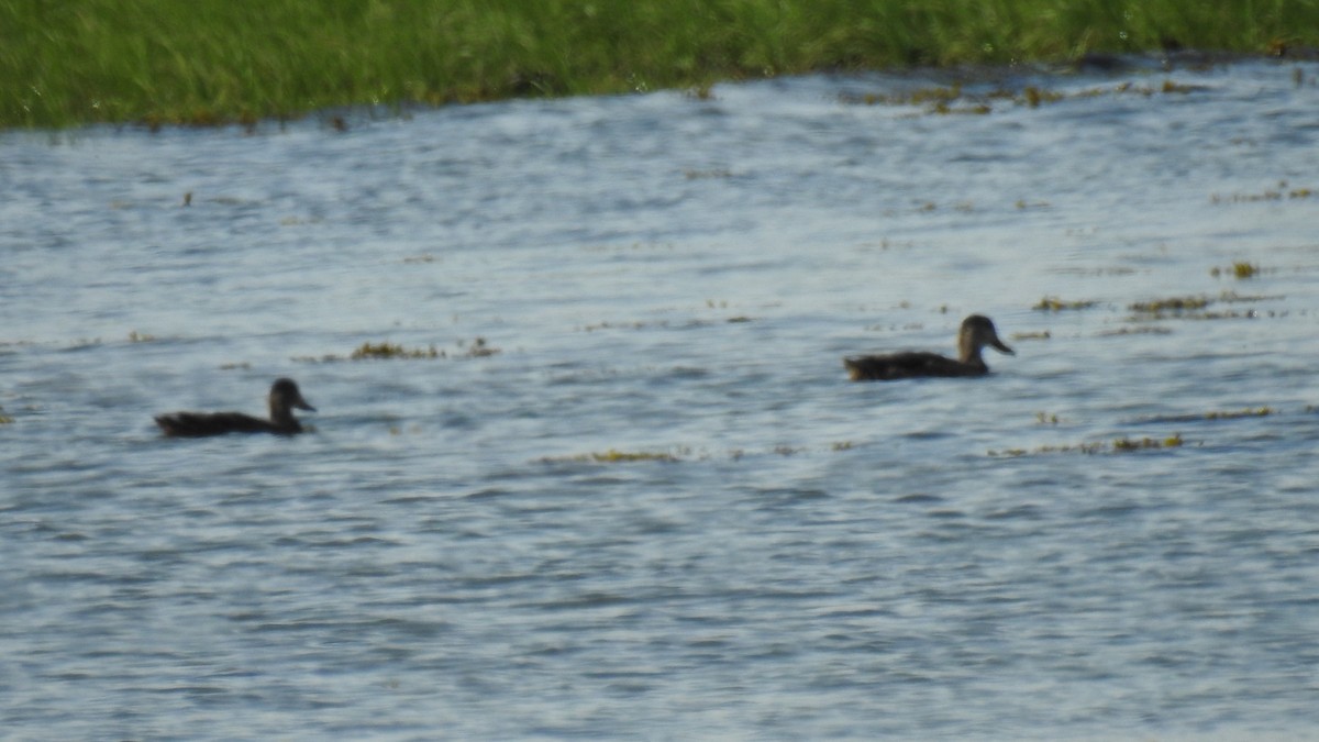 American Black Duck - ML620514709