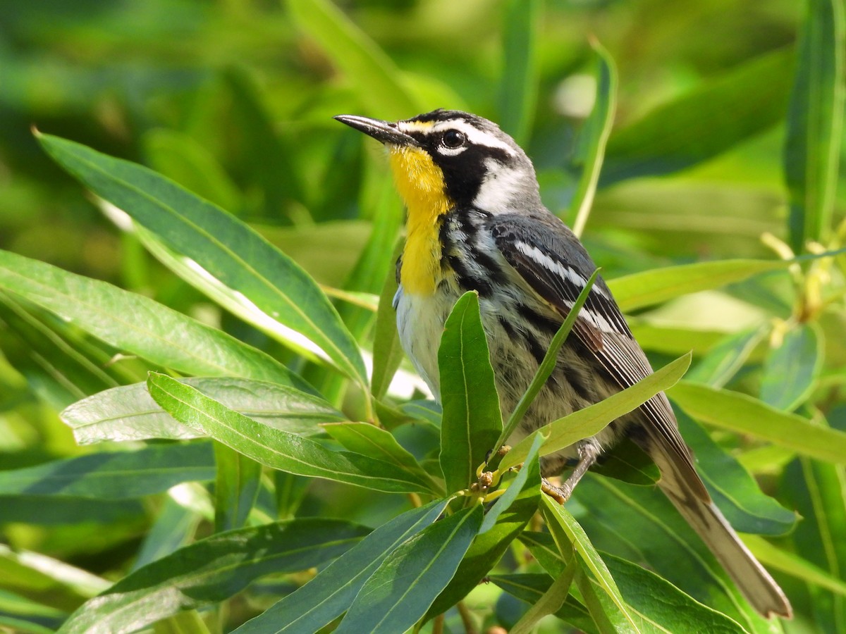 Yellow-throated Warbler - ML620514711