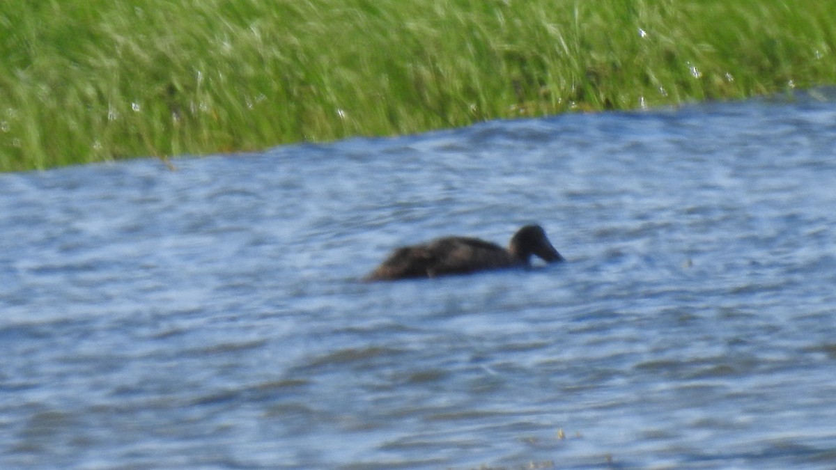 Common Eider - Anca Vlasopolos