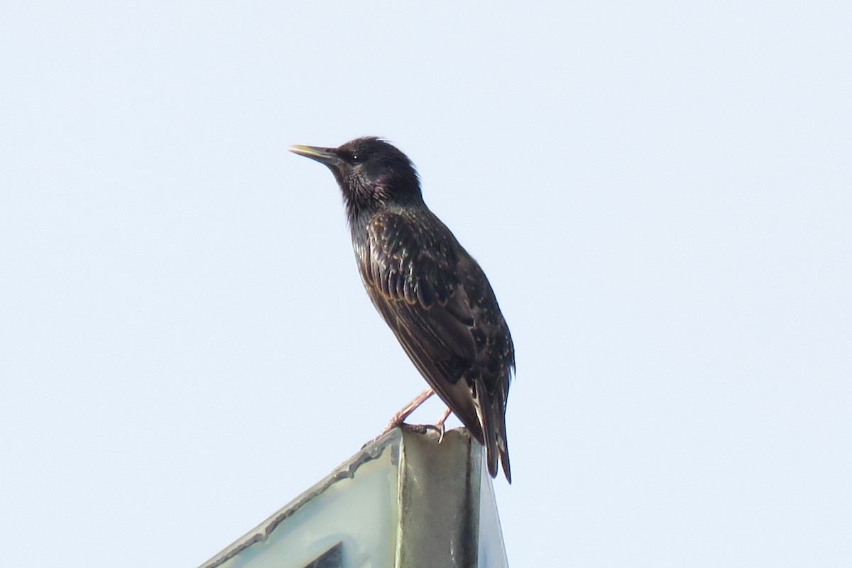 European Starling - ML620514714