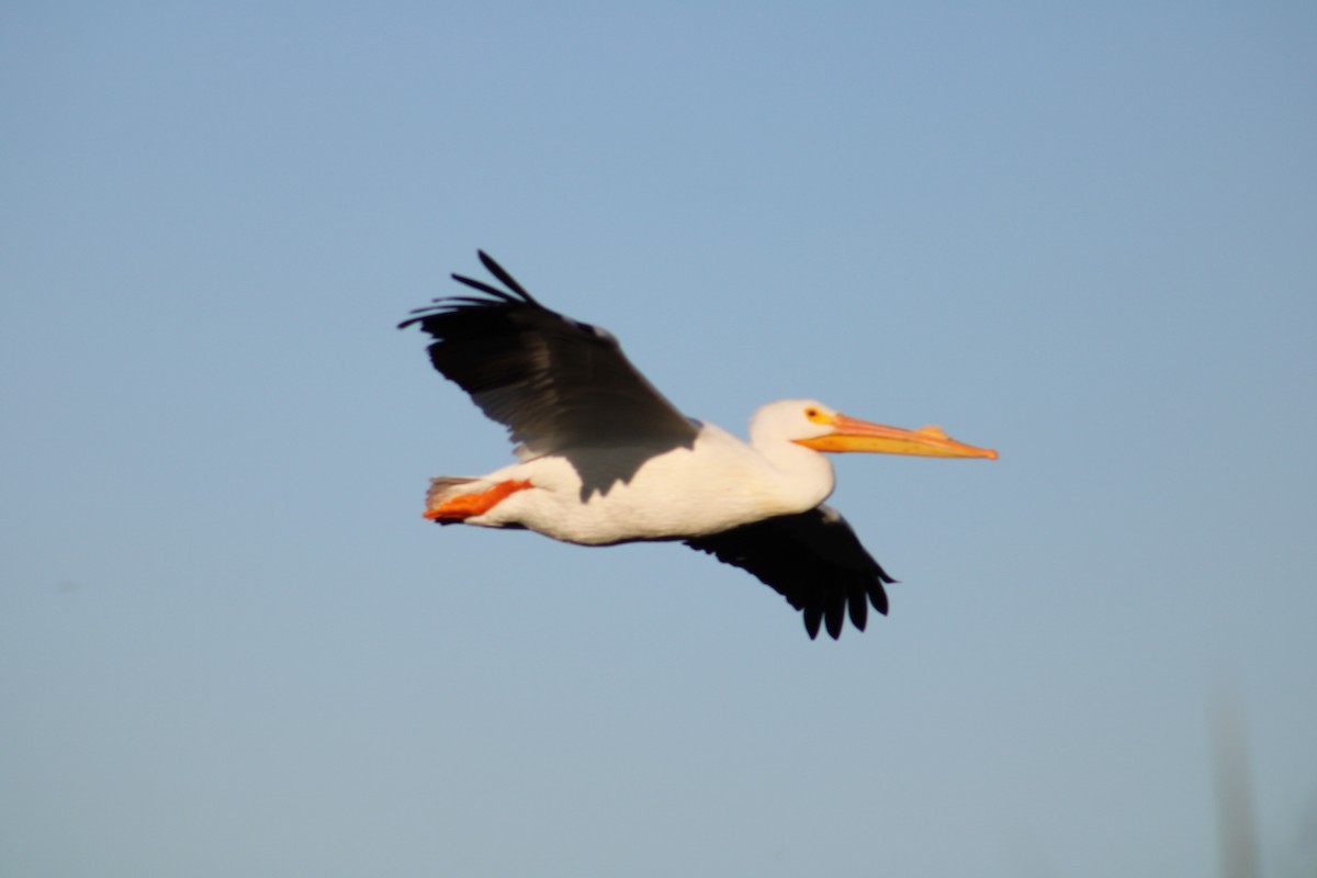 pelikán severoamerický - ML620514715