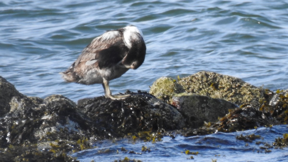 Common Eider - ML620514717