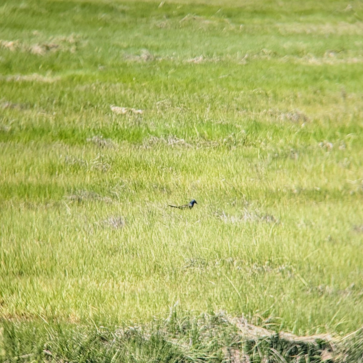 Common Grackle - ML620514719