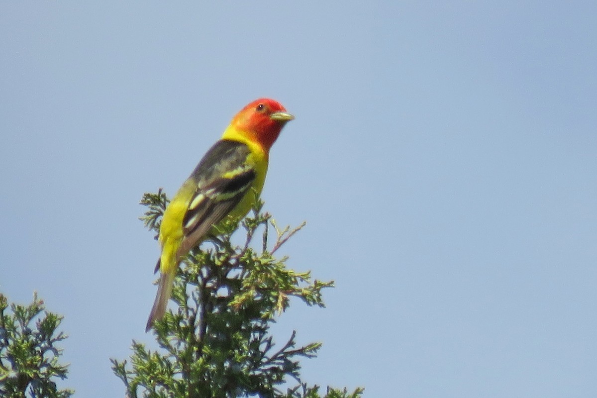 Western Tanager - ML620514720