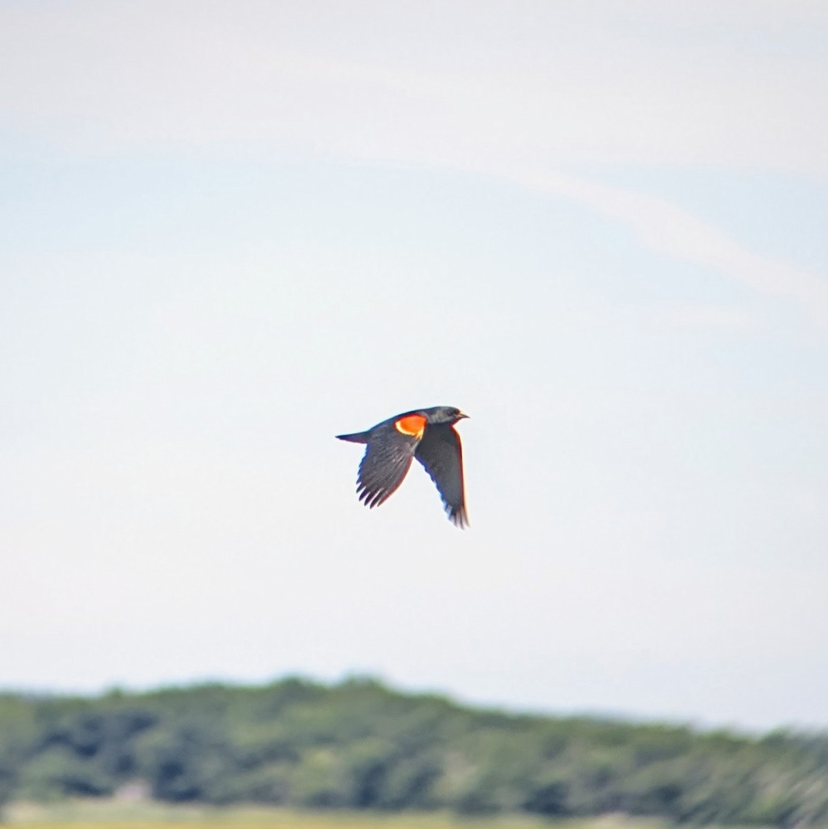 Red-winged Blackbird - ML620514726