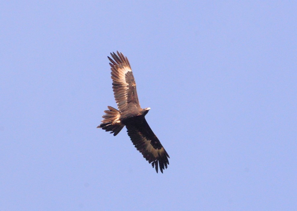 Wedge-tailed Eagle - ML620514730