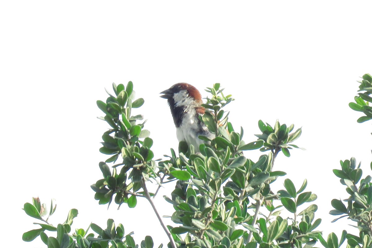 House Sparrow - ML620514733