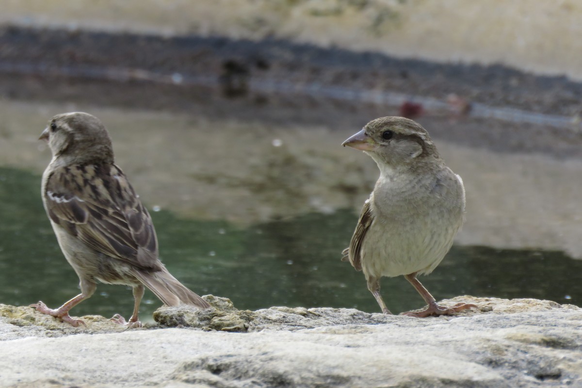 Moineau domestique - ML620514738