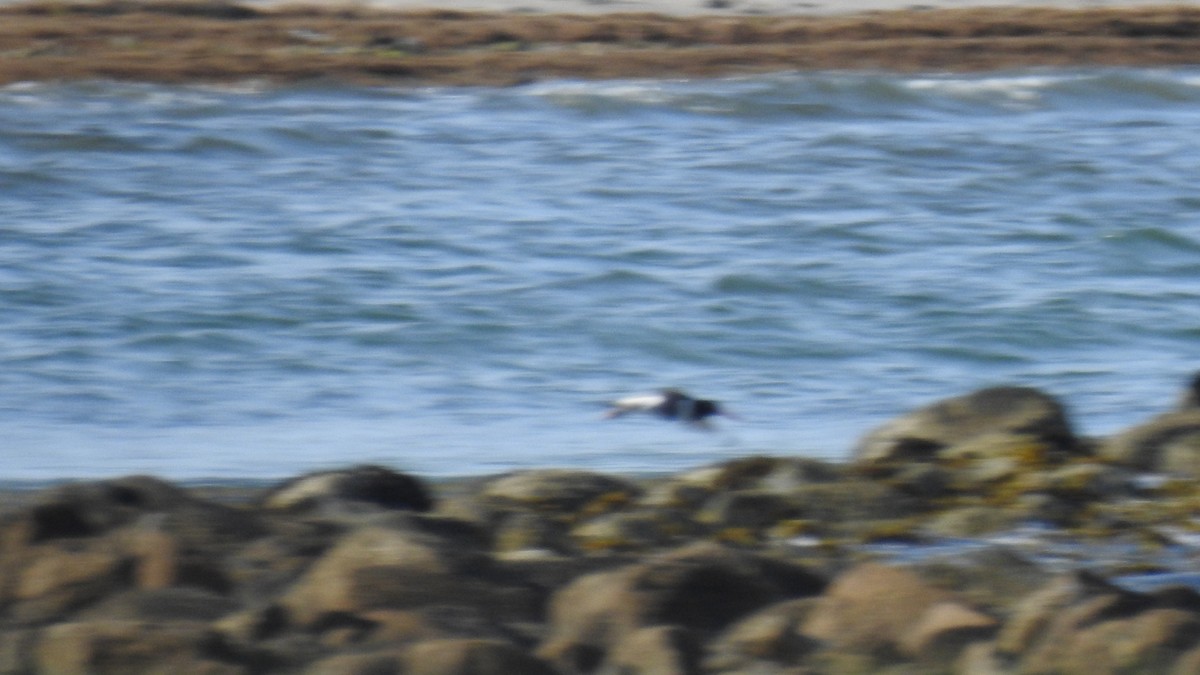 American Oystercatcher - ML620514740