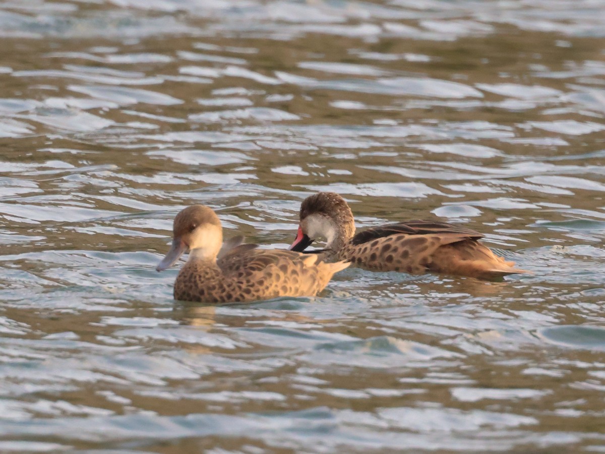 White-cheeked Pintail - ML620514745