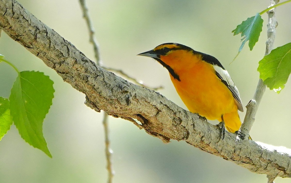 Bullock's Oriole - ML620514747