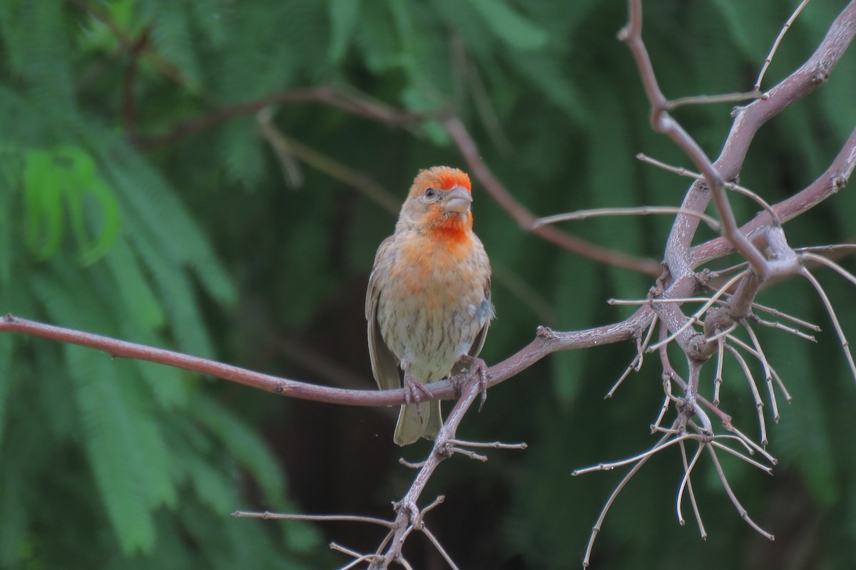 House Finch - ML620514748