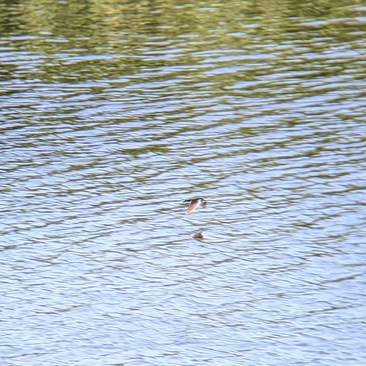 Golondrina/Avión sp. - ML620514750