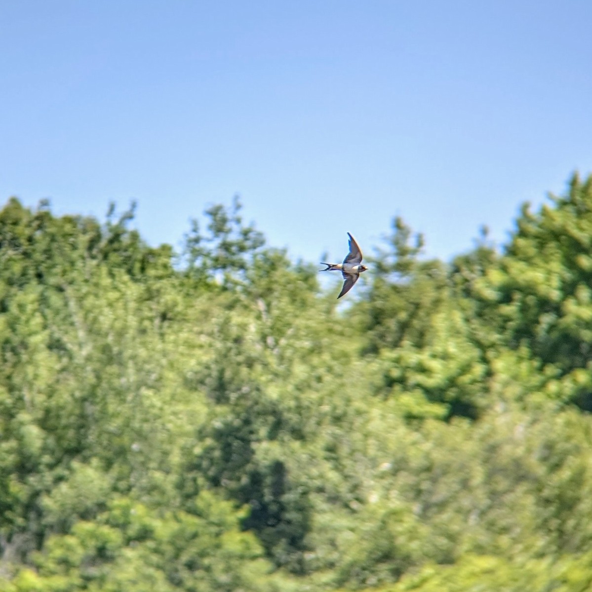 Golondrina/Avión sp. - ML620514751