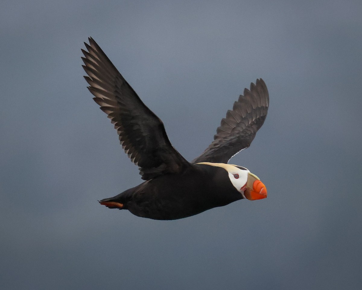 Tufted Puffin - patrick barry