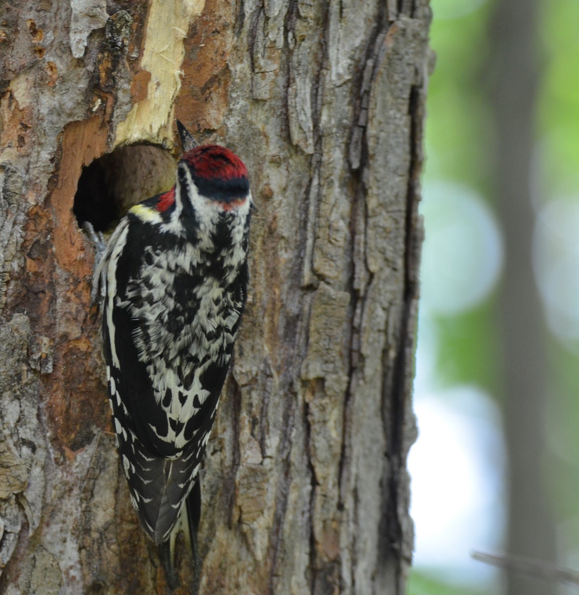 Yellow-bellied Sapsucker - ML620514755