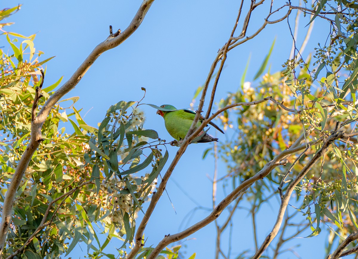 Swift Parrot - ML620514758