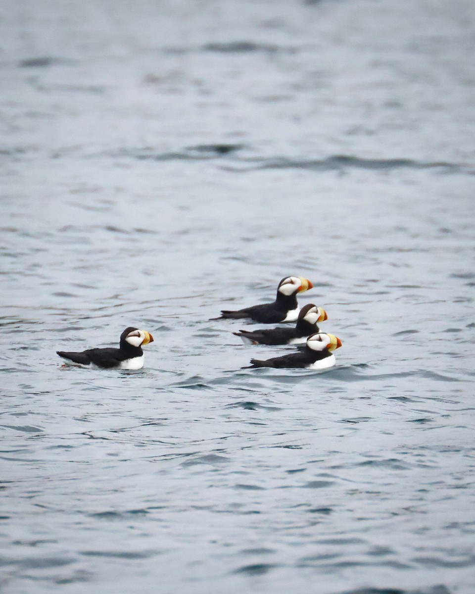 Horned Puffin - ML620514763