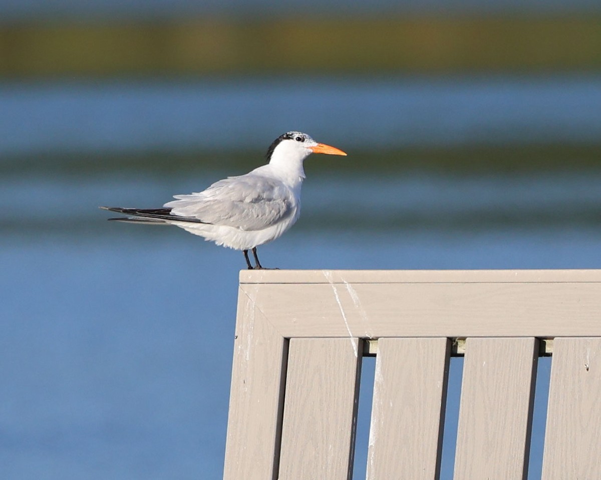 Royal Tern - ML620514764