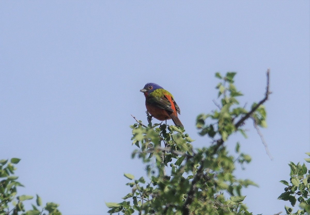 Painted Bunting - ML620514768