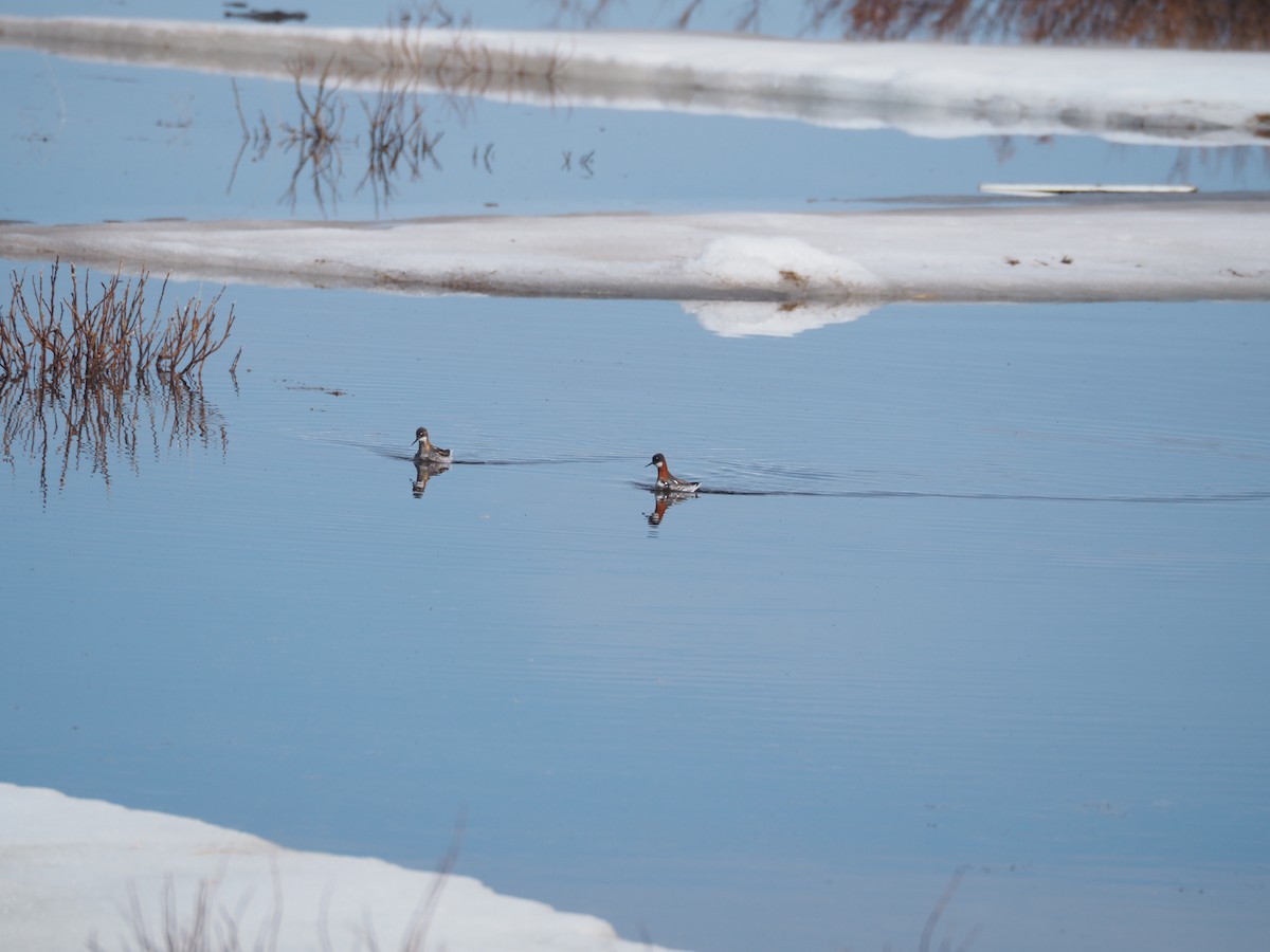 Red-necked Phalarope - ML620514770