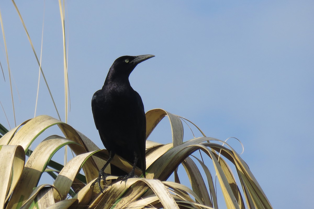 Great-tailed Grackle - ML620514773