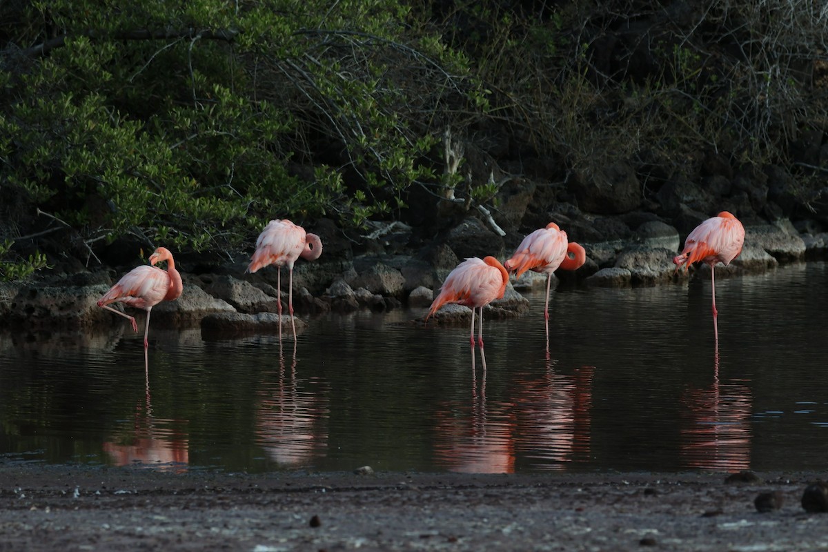 American Flamingo - ML620514780