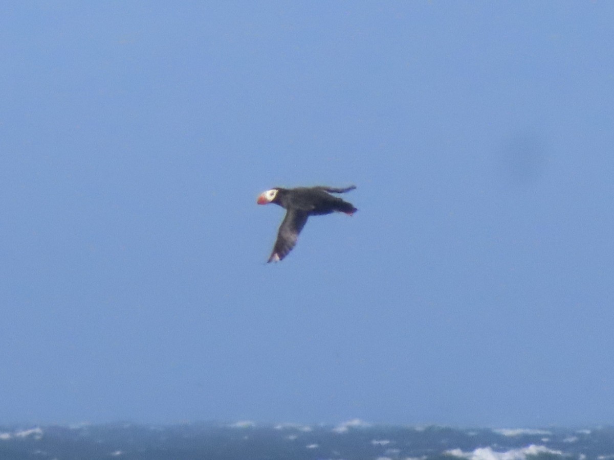 Tufted Puffin - ML620514782