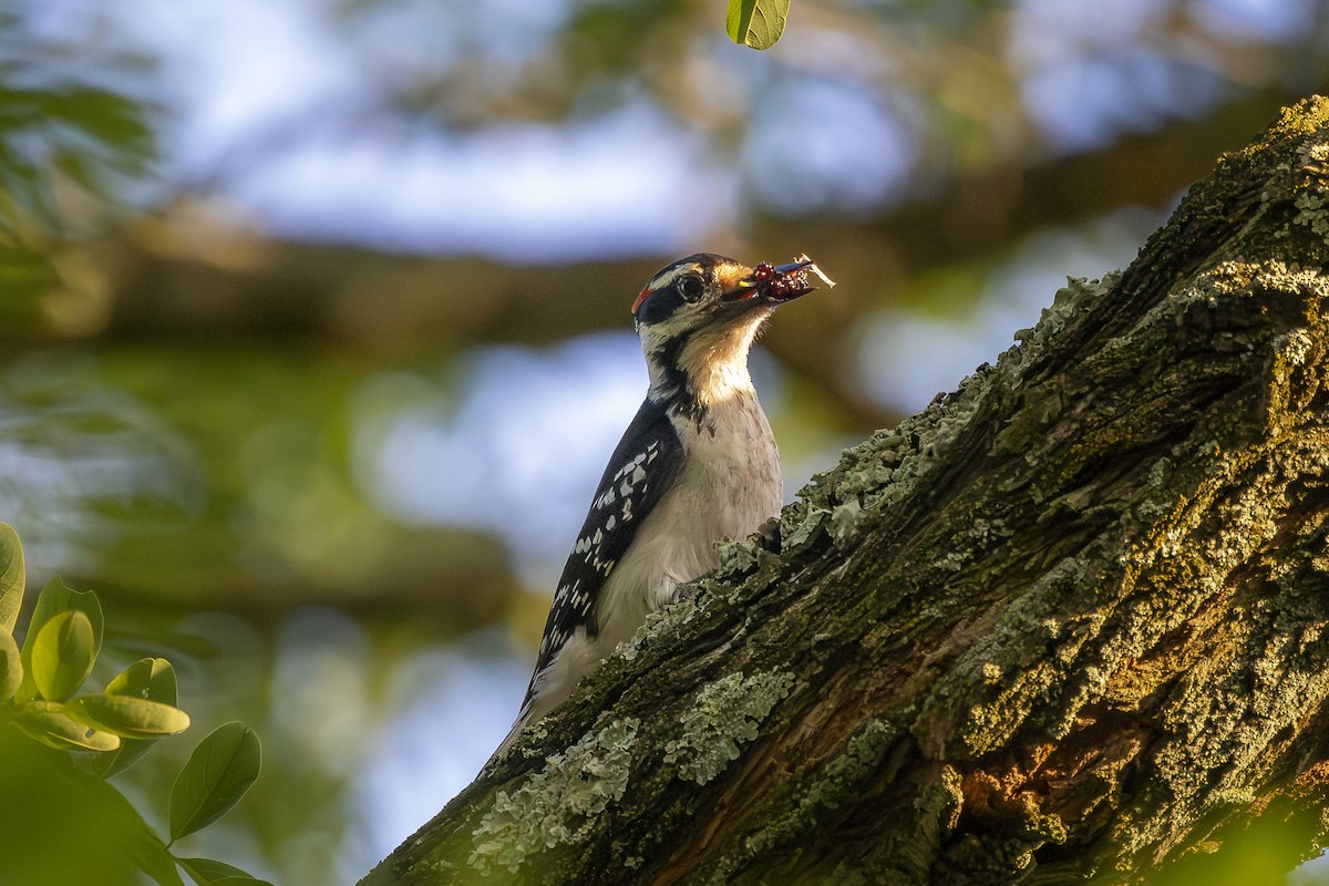 Hairy Woodpecker - Joel Bookhammer