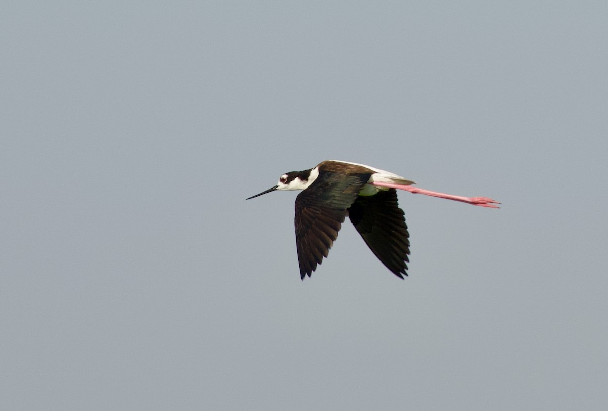 Black-necked Stilt - ML620514786