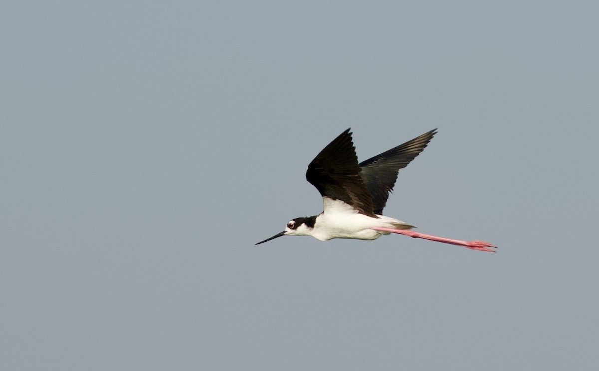 Black-necked Stilt - ML620514787