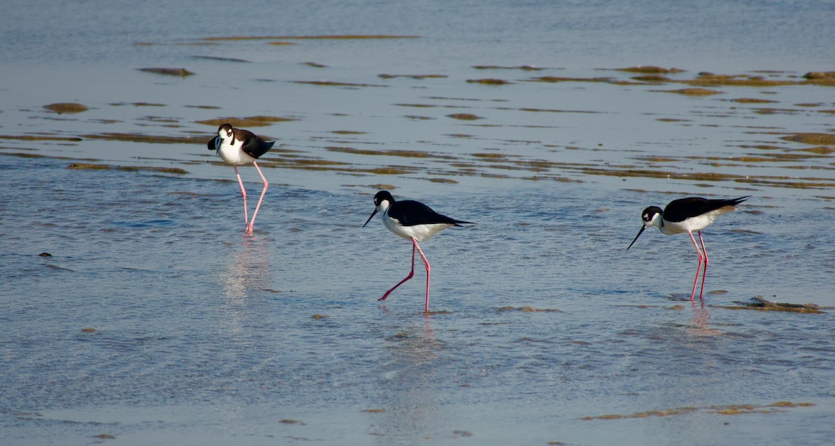 Black-necked Stilt - ML620514788